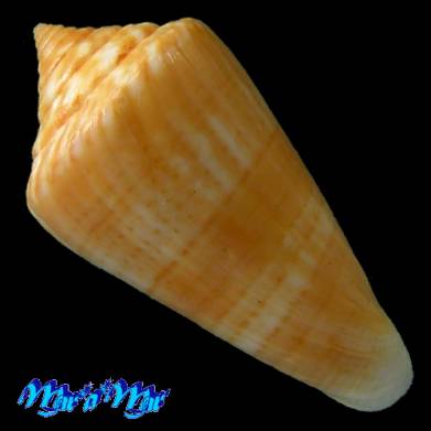 Conus Cinctus Shell Identification shellauction.net :: Conus xanthocinctus - 3882272