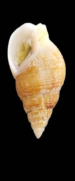 Triexta Ocean Shell shellauction.net :: Tritia ovoidea - 3882473
