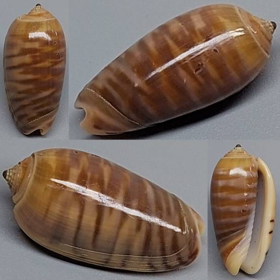 shellauction.net :: Oliva rufula - 3882989