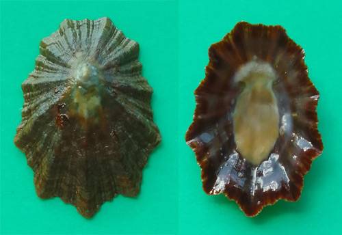 Shellauction Cymbula Oculus 3884901 shellauction-cymbula-oculus-3884901
