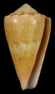 Cornial Shell shellauction.net :: Conus cardinalis - 3885233
