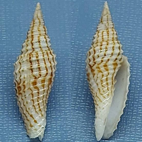 Balilik Shell shellauction.net :: Imbricaria hrdlickai - 3885541
