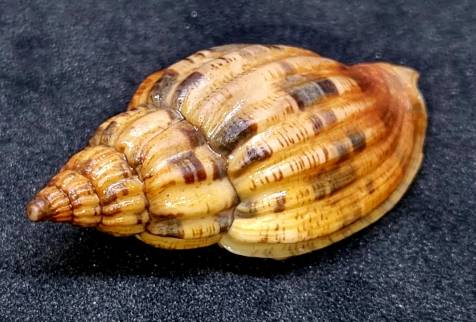 shellauction.net :: Lyria mitraeformis - 3886759