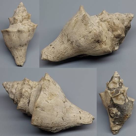 Thais Shell shellauction.net :: Thais sp. - 3889577