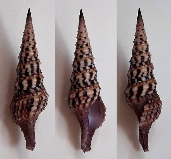Undossa Shell shellauction.net :: Annulaturris undosa - 3889679