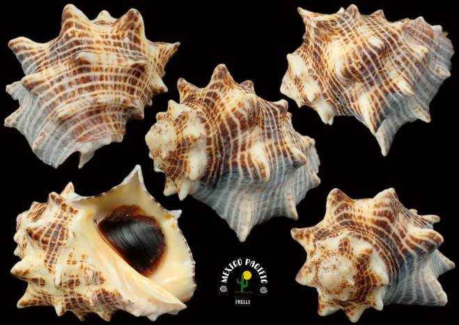 Thais Shell shellauction.net :: Thais speciosa - 3892847