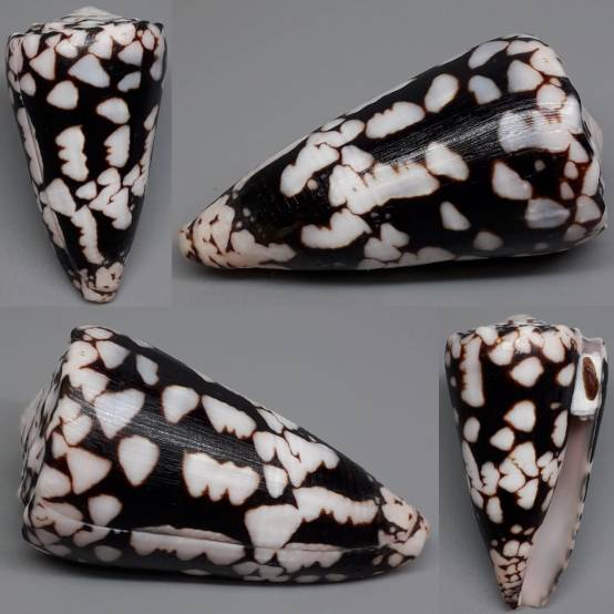 shellauction.net :: Conus nocturnus - 3893197