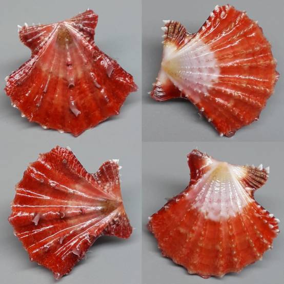 Mirificus Shell shellauction.net :: Mirapecten mirificus - 3893246