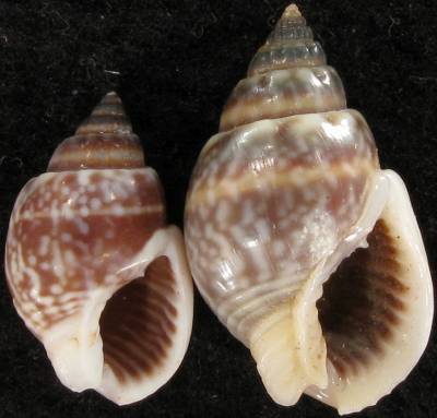 Nassarius Shell Types shellauction.net :: Nassarius limnaeiformis - 3893973