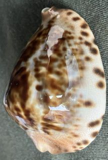 Joinia Shell shellauction.net :: Zoila jeaniana - 3895092