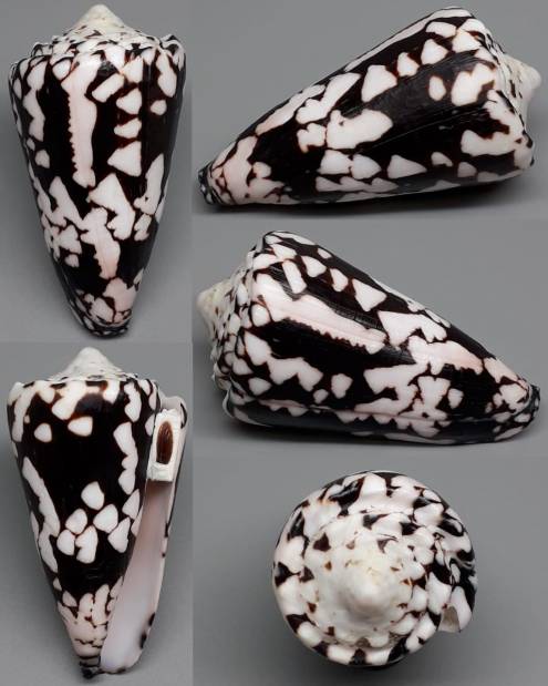 shellauction.net :: Conus nocturnus - 3895449