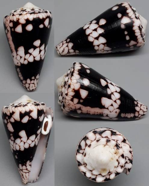 shellauction.net :: Conus nocturnus - 3895452