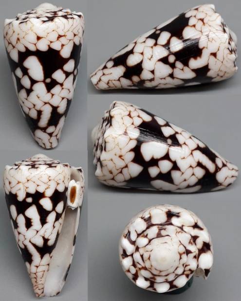 shellauction.net :: Conus nocturnus - 3895454