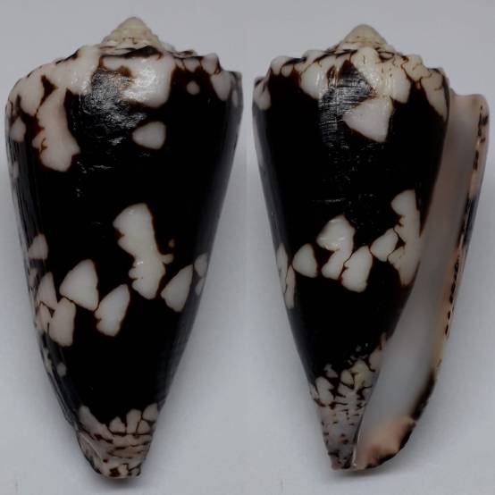 shellauction.net :: Conus nocturnus - 3895557