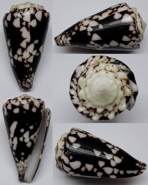 shellauction.net :: Conus nocturnus - 3895558