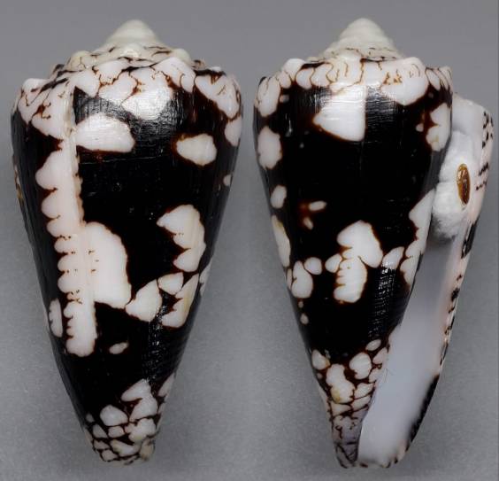 shellauction.net :: Conus nocturnus - 3895575