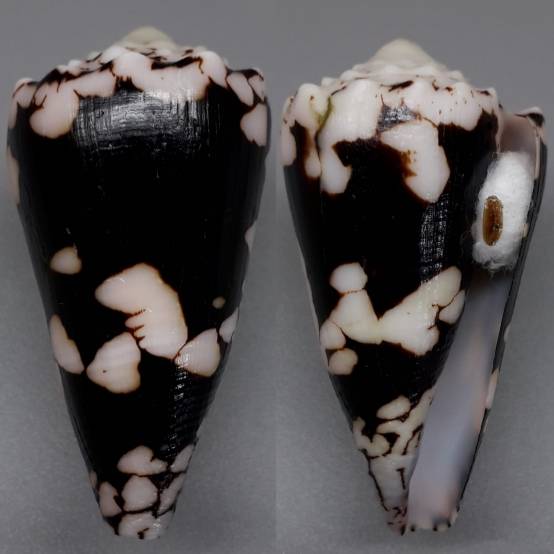 shellauction.net :: Conus nocturnus - 3895580