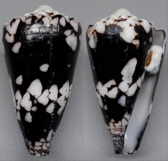 shellauction.net :: Conus nocturnus - 3895584