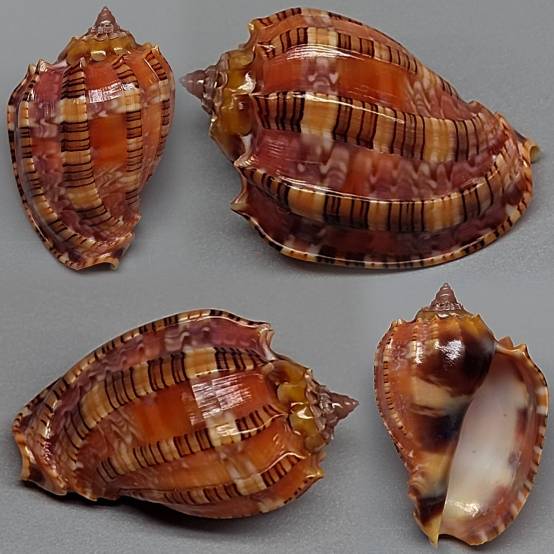 Tabang Shell shellauction.net :: Harpa harpa - 3899106