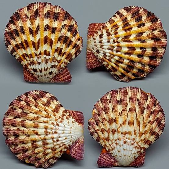 shellauction.net :: Gloripallium pallium - 3899737