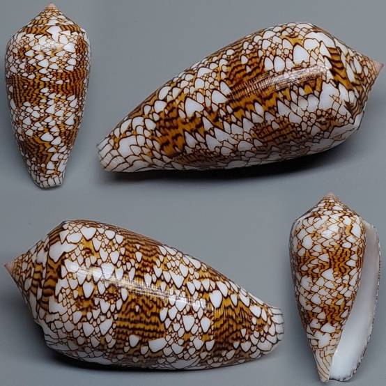 shellauction.net :: Conus textile - 3899943