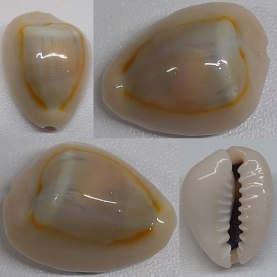 shellauction.net :: Monetaria annulus - 3899995