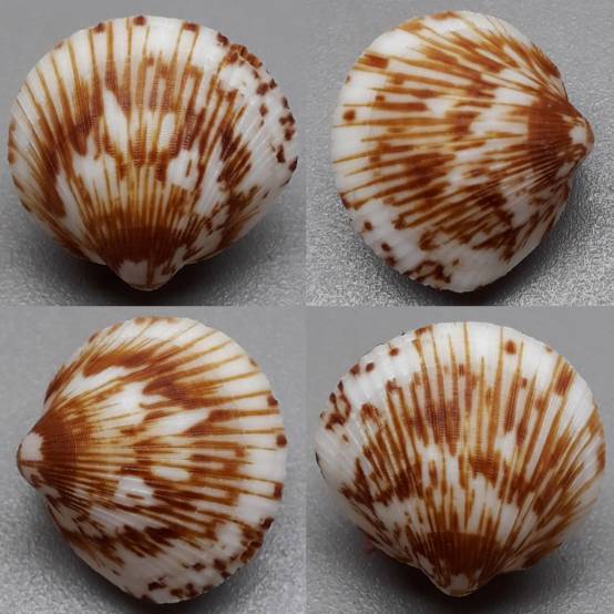 Shell Tabuan shellauction.net :: Genus sp. - 3904540
