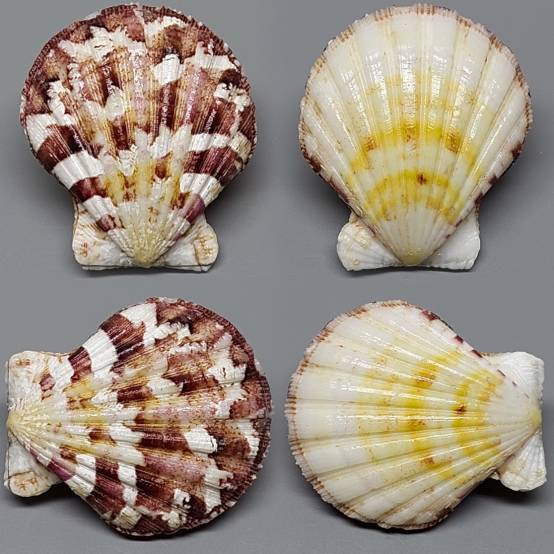 shellauction.net :: Bractechlamys vexillum - 3905368