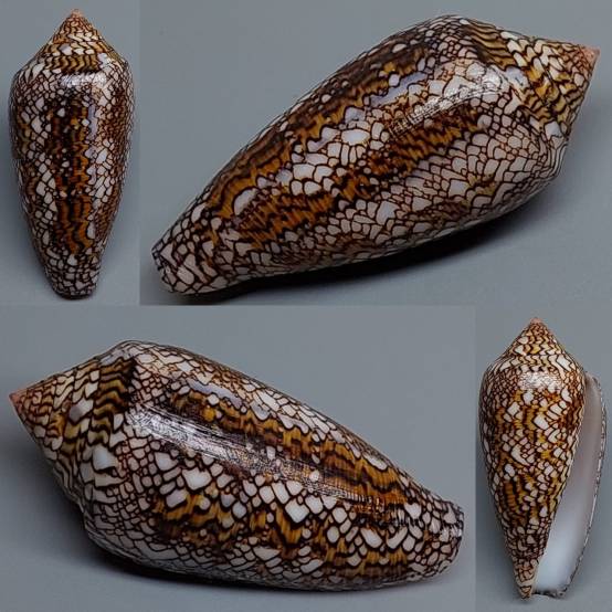 shellauction.net :: Conus textile - 3906073