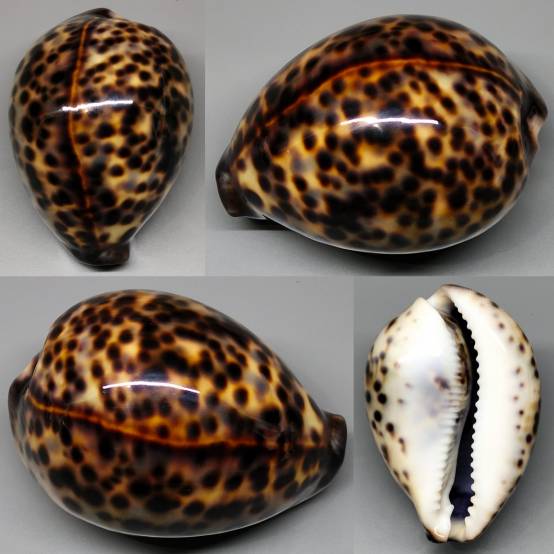 shellauction.net :: Cypraea tigris - 3906200