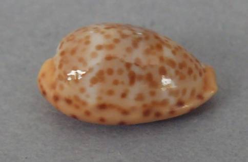 Humphrey Shells shellauction.net :: Palmadusta humphreyii - 3907086