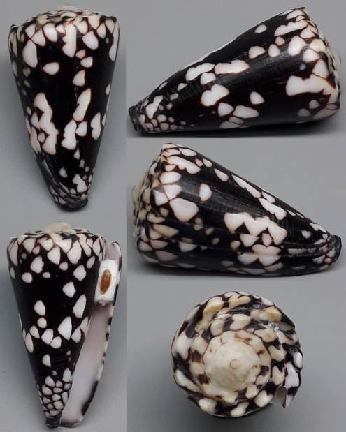 shellauction.net :: Conus nocturnus - 3907173