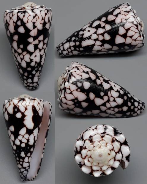 shellauction.net :: Conus nocturnus - 3907185