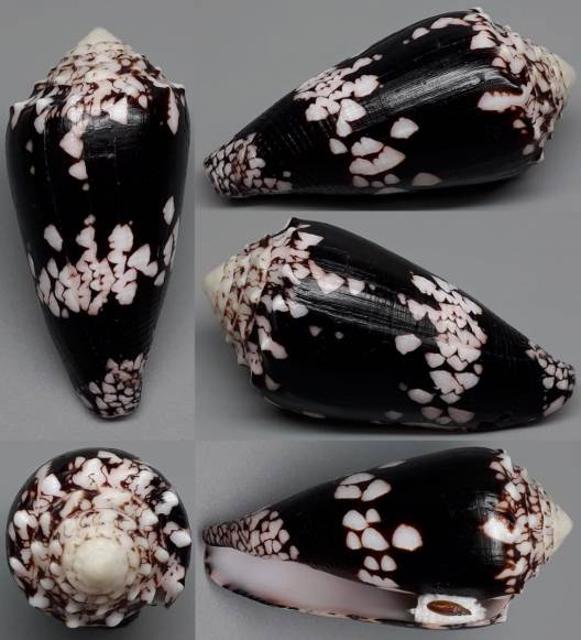 shellauction.net :: Conus nocturnus - 3907200