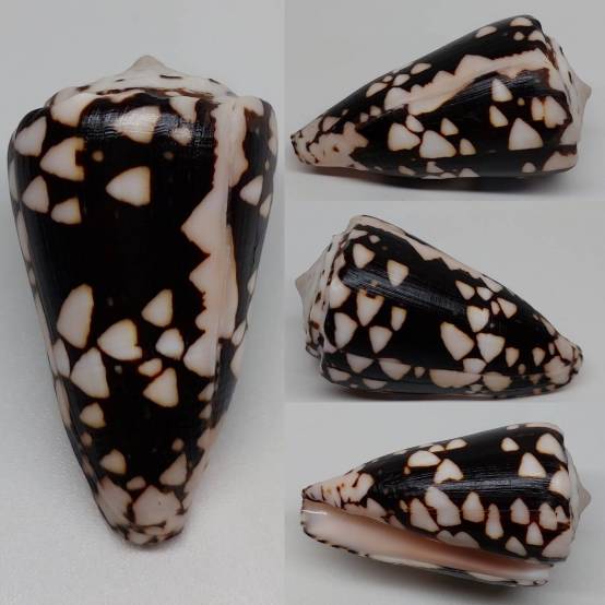 shellauction.net :: Conus nocturnus - 3908006
