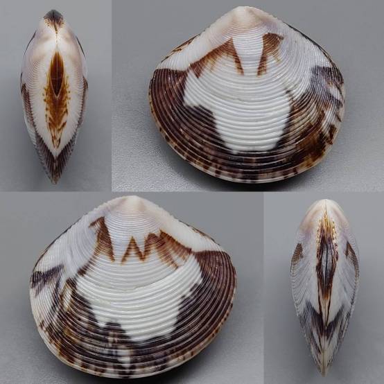 shellauction.net :: Circe scripta - 3908603