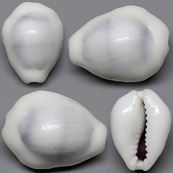 shellauction.net :: Monetaria moneta - 3911494