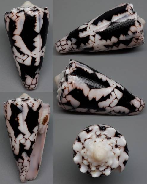 shellauction.net :: Conus nocturnus - 3912637