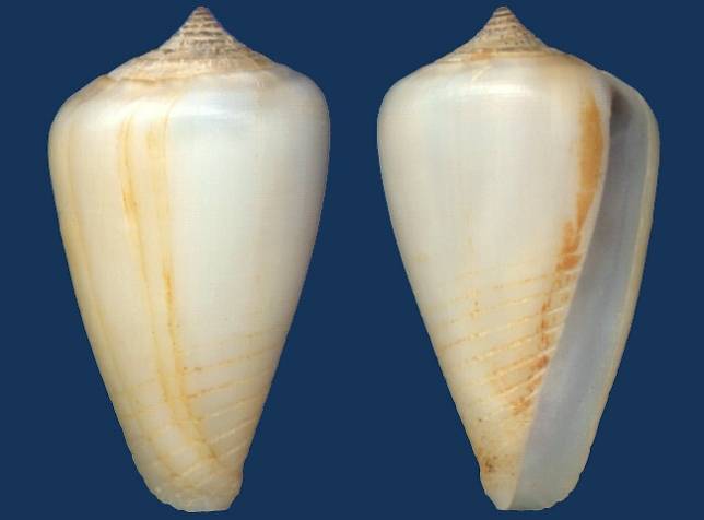 shellauction.net :: Conus parius - 3913372