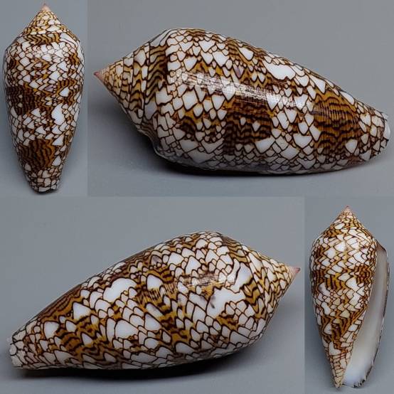 shellauction.net :: Conus textile - 3914366