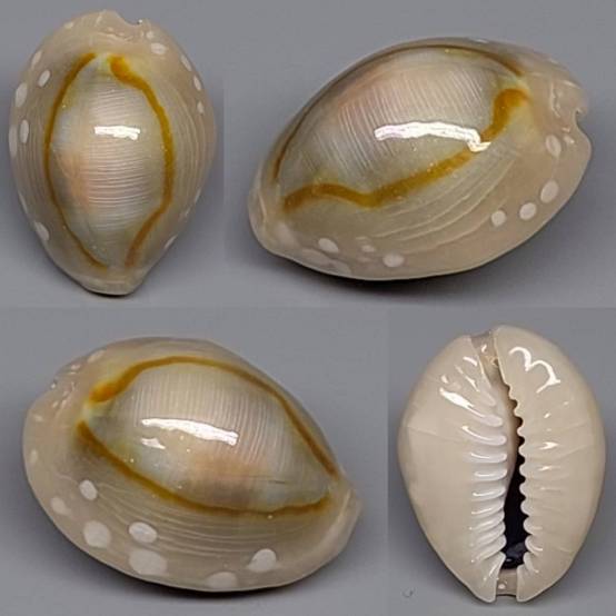 shellauction.net :: Monetaria annulus alboguttata - 3914905