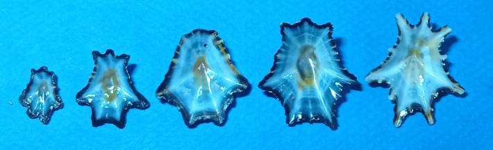 shellauction.net :: Scutellastra longicosta - 3916632