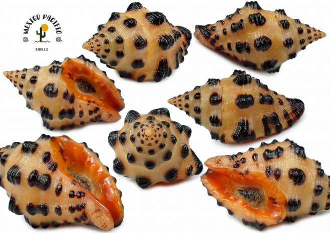 shellauction.net :: Engina tabogaensis - 3916771