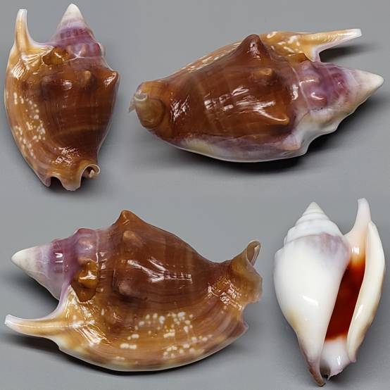 Shell Embulbul shellauction.net :: Euprotomus bulla - 3917031