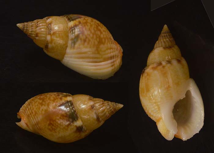 Koothan Insect shellauction.net :: Nassarius limnaeiformis - 3917083