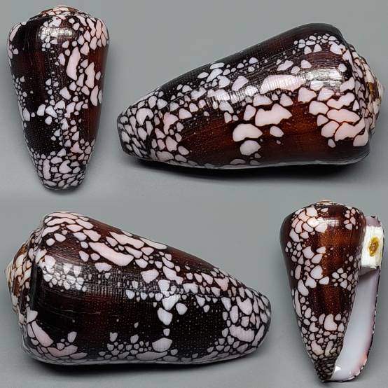 shellauction.net :: Conus maritzaallaryae - 3917781
