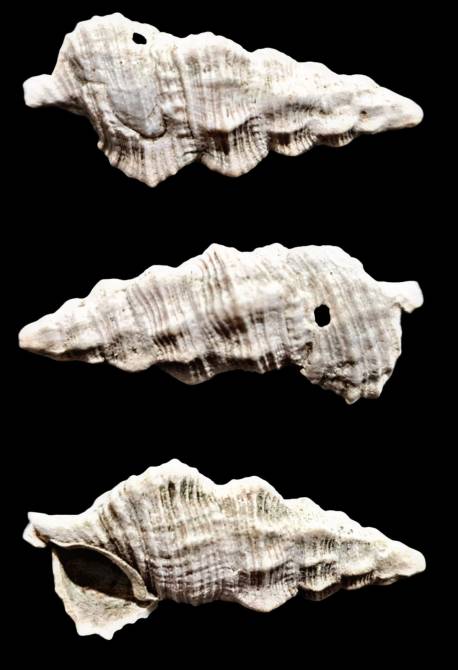 shellauction.net :: Cerithium sp. - 3919010