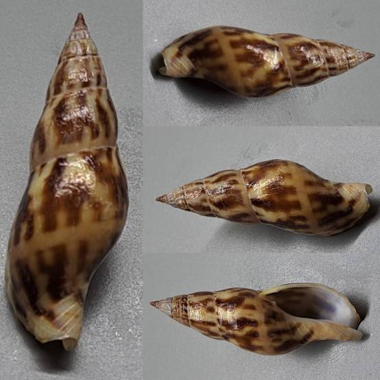 shellauction.net :: Colubraria tortuosa - 3919914