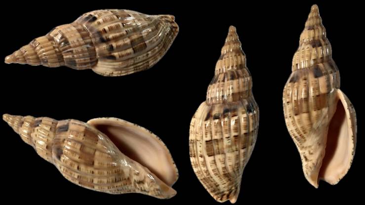 shellauction.net :: Lyria lyraeformis somaliana - 3920373
