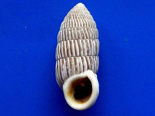 shellauction.net :: Cerion liliorum - 3920429